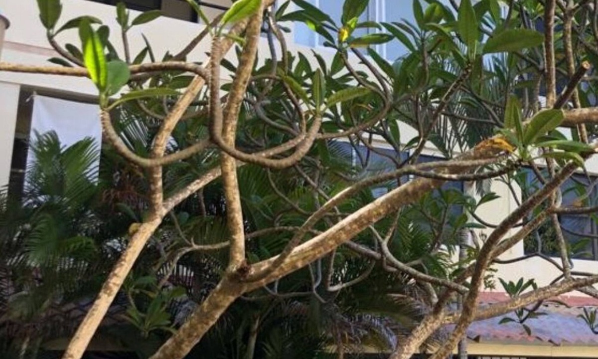 El Batey Condo | Your Oasis waits for you at Sosua Best Condos!