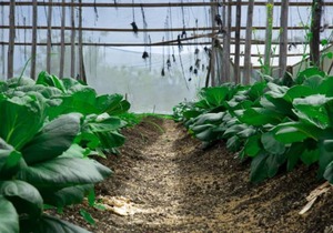 FO-28 Finca Oasis - Rest, Disconnect, Reconnect