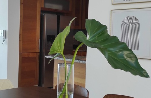 Santiago Province Apartment | Beautiful, comfortable apartment . Pet-friendly! In the center of Santiago