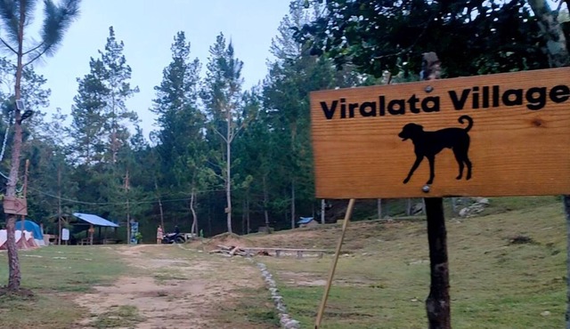 Junglavida