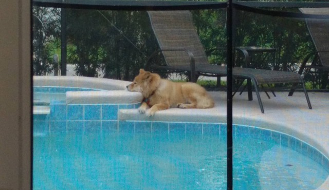 Pet Friendly, 3 Bedroom Home in Reunion Resort with Private Pool and Hot tub in Kissimmee