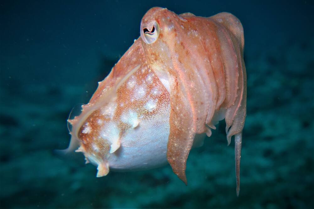 Photo of Others in Daanbantayan
