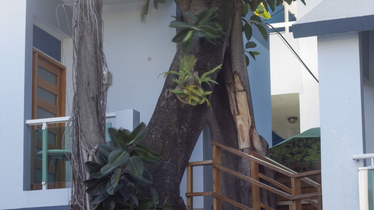 Photo of Outdoor in El Batey