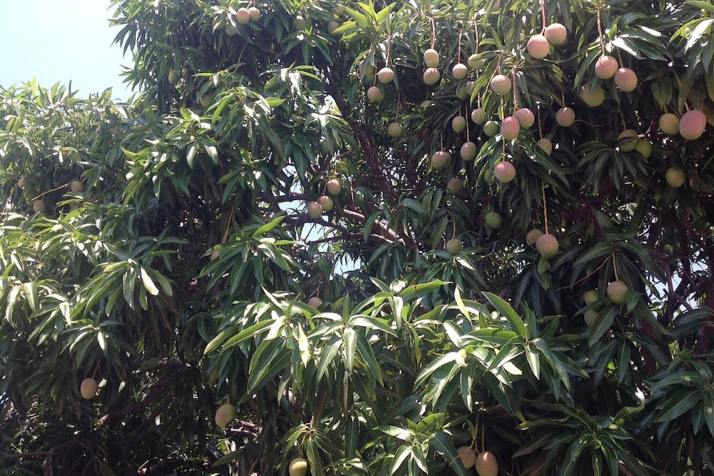 Photo of Outdoor in Bocacanasta