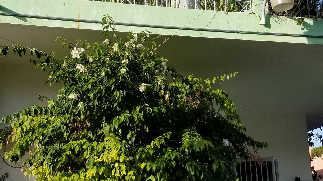 Photo of Outdoor in Gascue