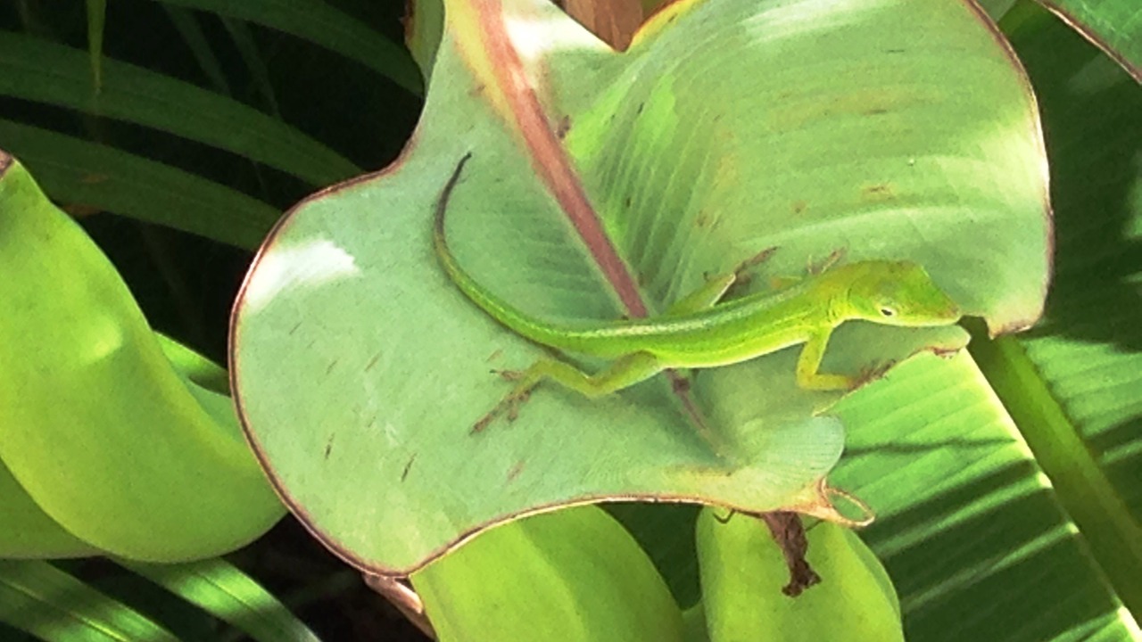Photo of Outdoor in La Ceiba