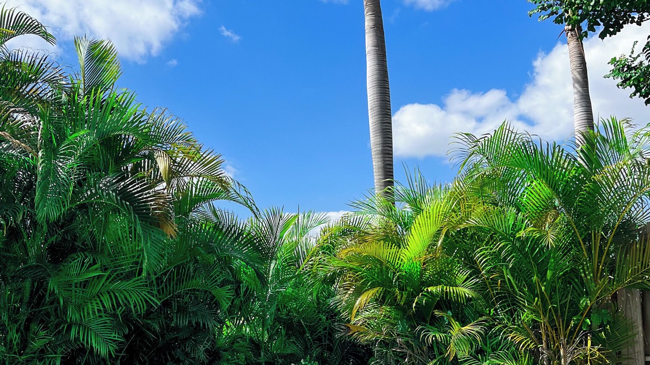 Photo of Outdoor in Los Lagos