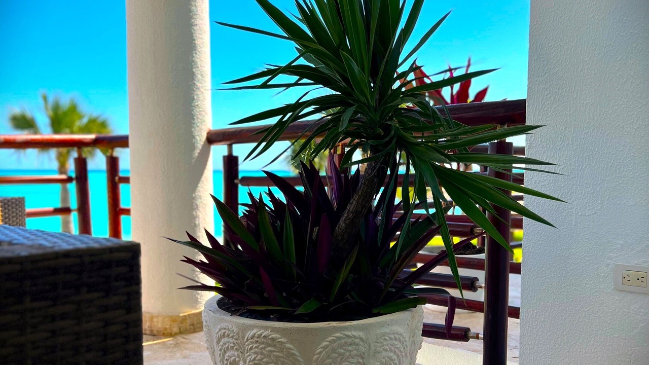 Photo of Outdoor in Cap Cana Marina