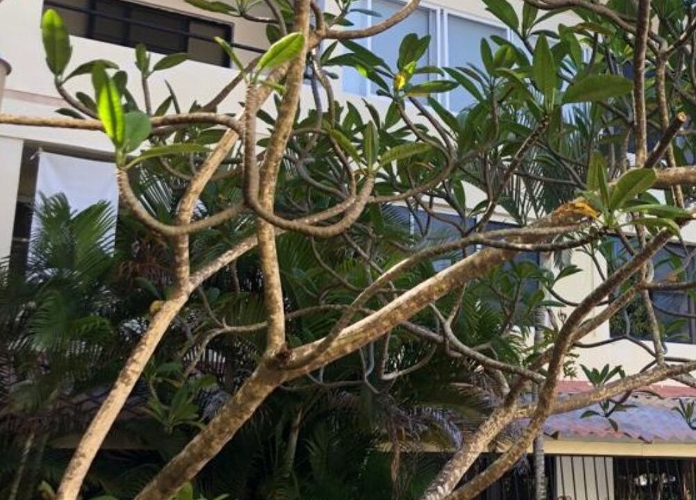 Photo of Outdoor in El Batey