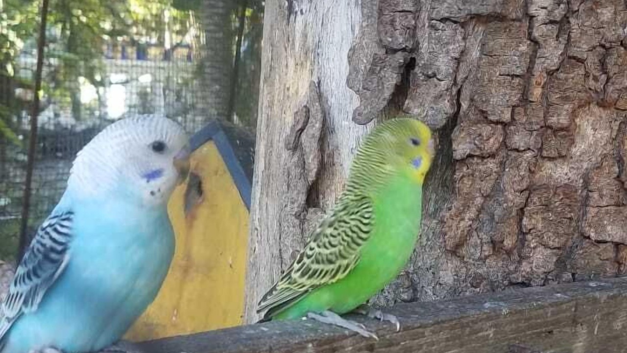 Photo of Others in Tamboril
