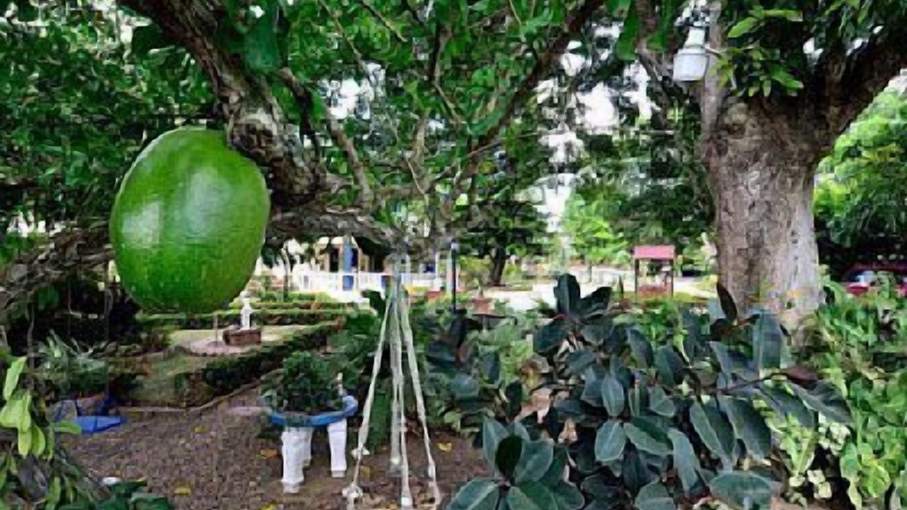 Photo of Others in Tamboril