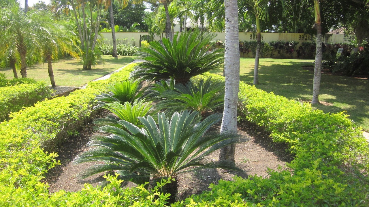 Photo of Outdoor in Los Brazos