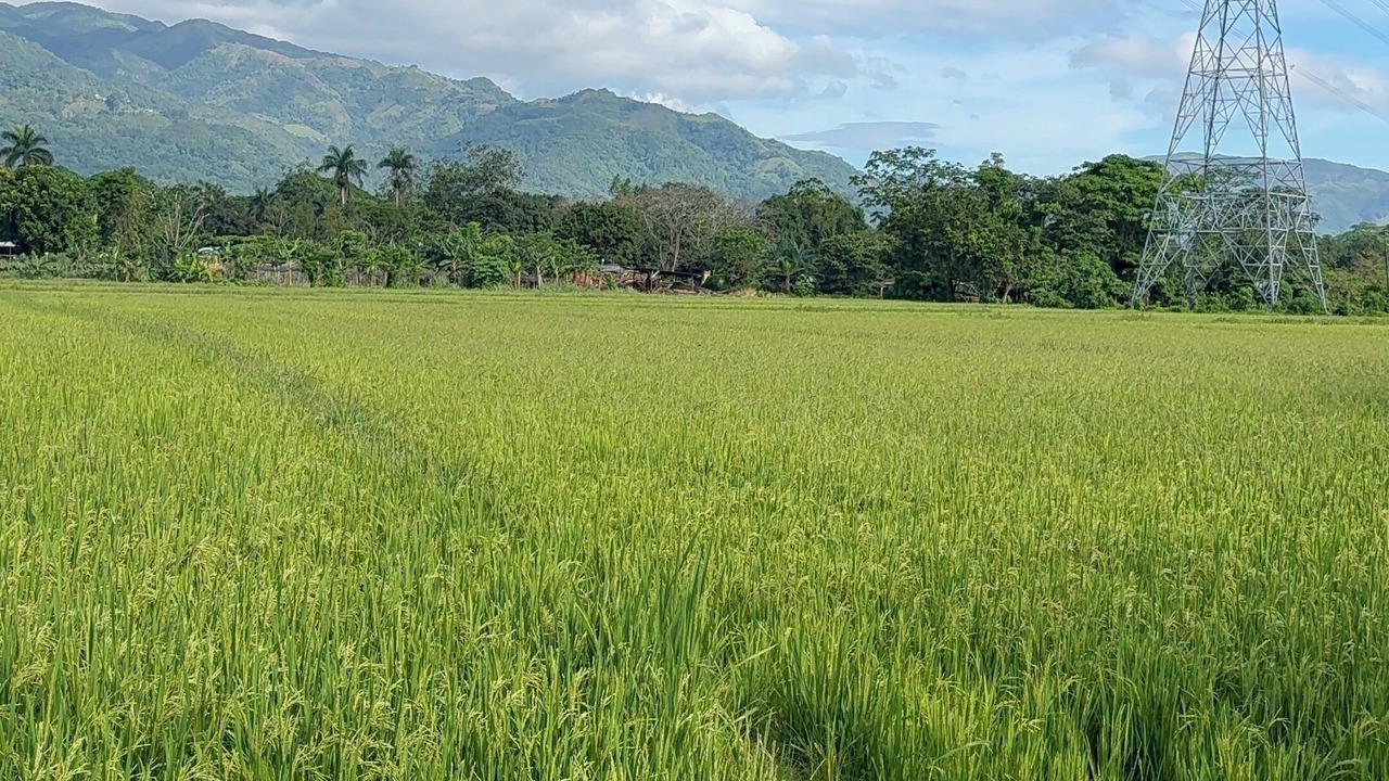 Photo of Others in Bonao
