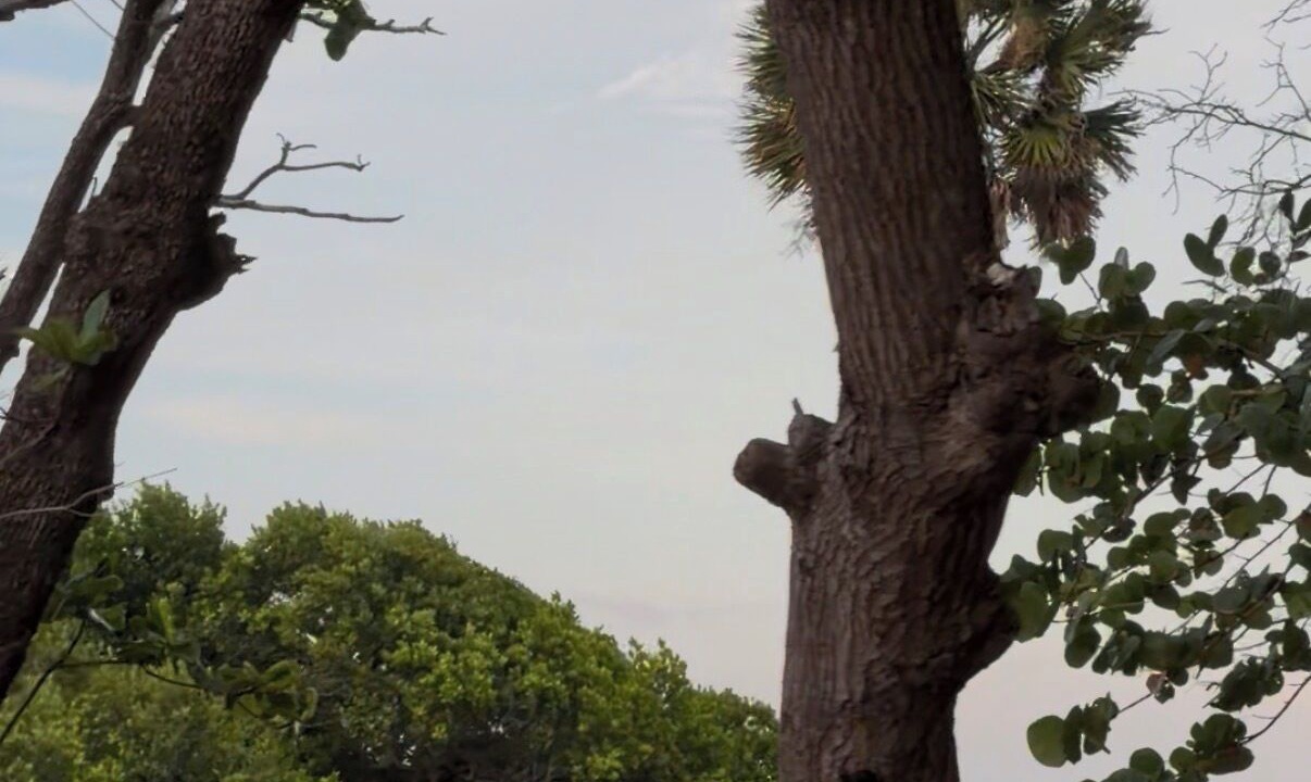 Photo of Others in Los Brazos