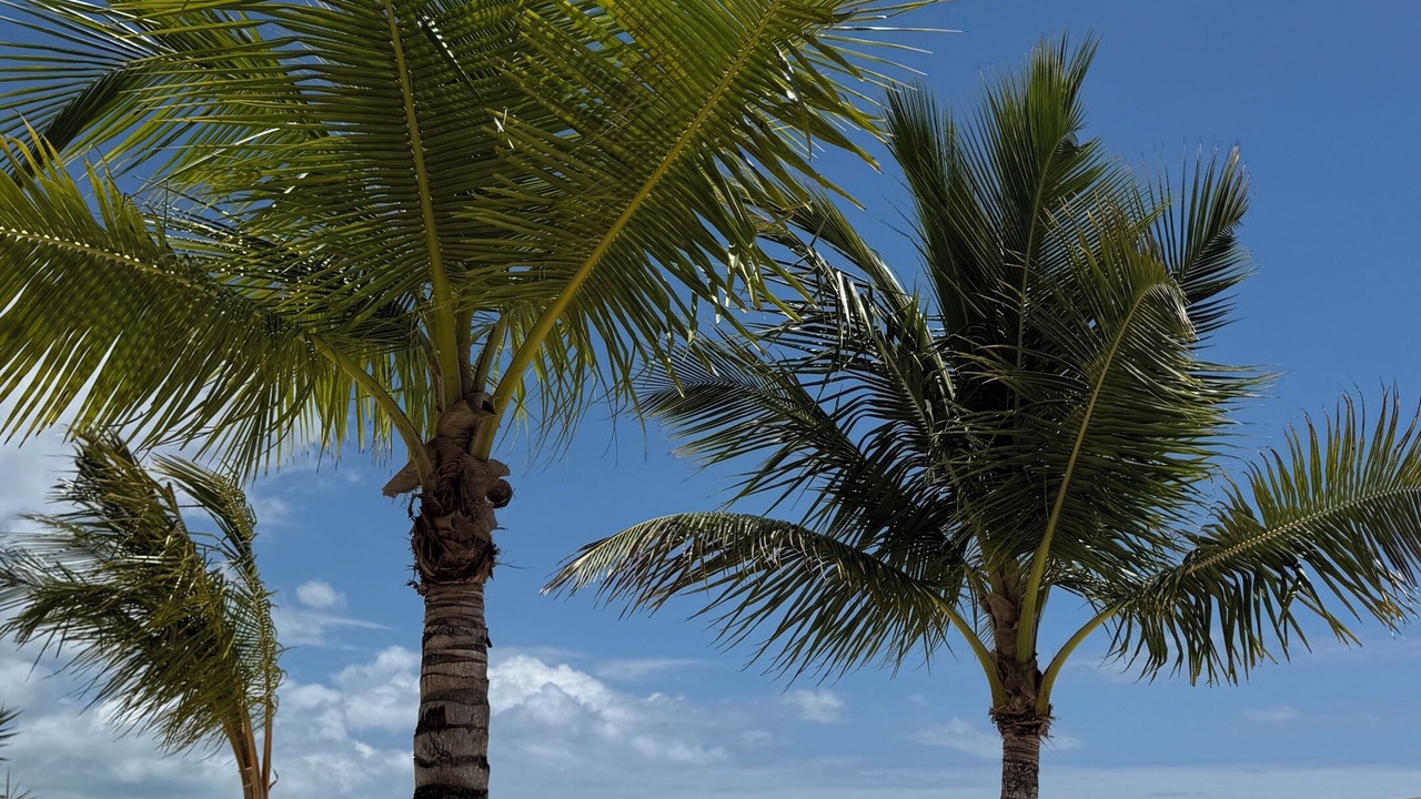 Photo of Others in Bayahibe
