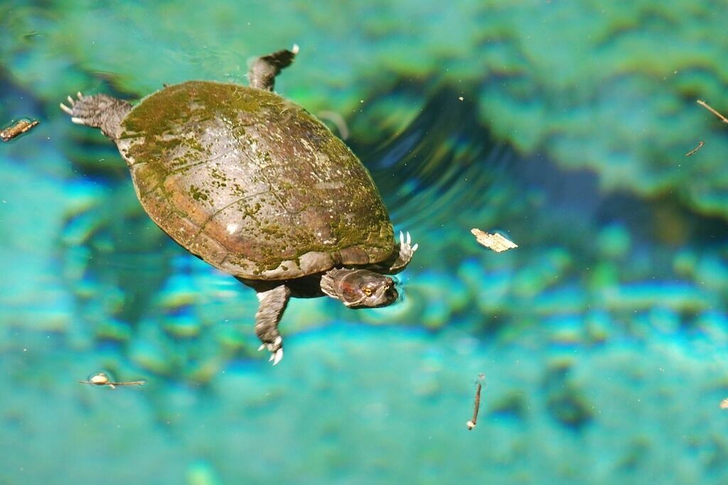 Photo of Others in Punta Cana