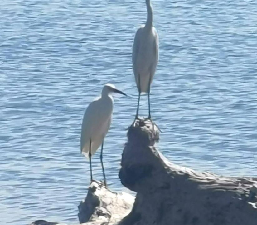 Photo of Others in Puerto Bahia